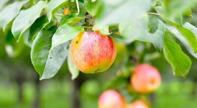Сорта яблонь, имеющих комплексную устойчивость к мучнистой росе и парше - sadogorod.club - Сша - Rome