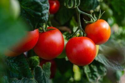 Китайский способ выращивания томатов: хитрости, о которых не расскажет сосед - sadogorod.club