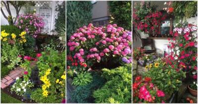 Удивительные идеи с яркими цветами, которые преобразят сад - lifehelper.one