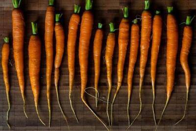 Какая почва для моркови лучшая? Планируем богатый урожай - sadogorod.club