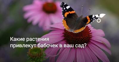 Какие растения привлекут бабочек в ваш сад? - sadogorod.club