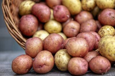 Игорь Зур - Как ускорить всхожесть картофеля и повысить урожайность: 2 проверенных временем способа - belnovosti.by