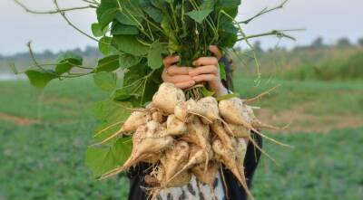 ТОП 5 экзотических овощей для посадки на дачу для новичков: кивано, мелотрия, чуфа и другие - sadogorod.club