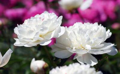 Светлана Протас - Любимая подкормка для пионов весной: цветы порадуют большим количеством пышных бутонов - sadogorod.club