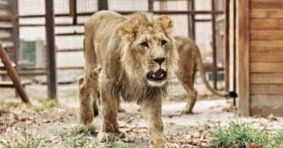 З «Екопарку» у Харкові вивезли двох левів, ягуара та пантеру - womo.ua