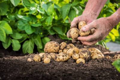 Самые урожайные сорта картофеля и простые секреты его выращивания - sadogorod.club - штат Аризона