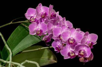 Ольга Котова - Орхидея отцвела, что дальше: обрезать ли орхидею? Есть 2 варианта - sadogorod.club