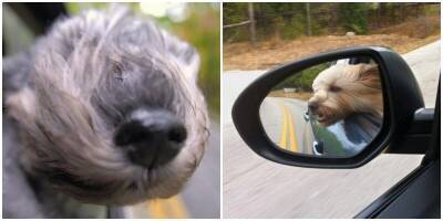 Ветер в ушах: собаки, которые обожают высовывать морду из машины - mur.tv