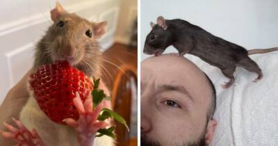 15 фото, которые реабилитируют крыс в глазах общества — ведь они тоже очень милые и смешные питомцы - mur.tv