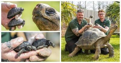 В британском зоопарке впервые родились детёныши галапагосских черепах - porosenka.net - Англия