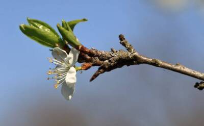 Светлана Протас - Почему весной у яблони осыпаются все цветы и завязи: 5 причин и решений - sadogorod.club