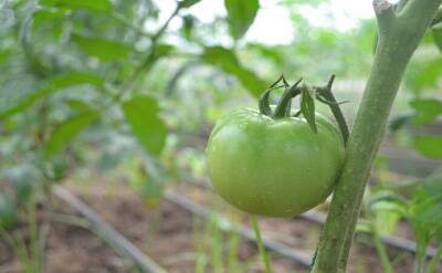 Светлана Протас - 3 популярные подкормки для рассады томата, которые точно лишние в рассадном ящике - sadogorod.club