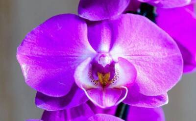 Светлана Протас - 5 простых правил, чтобы цветущая орхидея цвела дольше и пышнее, чем обычно - sadogorod.club