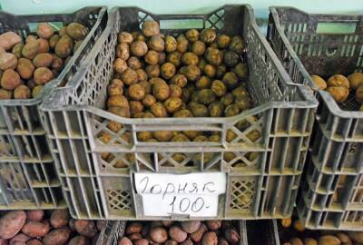 Елена Шанина - Какие сорта картофеля выбрать на посадку в этом году? - sadogorod.club - Екатеринбург