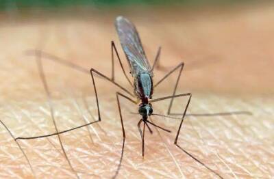 Елен Гутыро - Дедовский способ, как спастись от назойливых комаров на даче за 5 минут - lifehelper.one