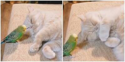 “Просыпайся!”: попугай разбудил сладко спящего котика - mur.tv