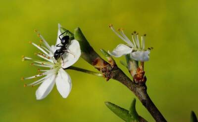 Светлана Протас - Дачная хитрость, чтобы защитить плодовые деревья от муравьев: без вреда для урожая - sadogorod.club