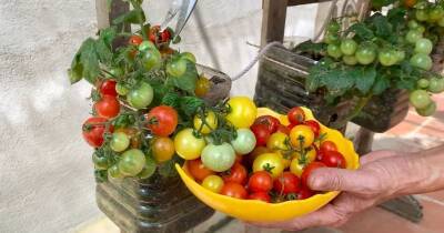 Выращивайте мини томаты прямо на балконе. Увлекательный огород в городе - cpykami.ru