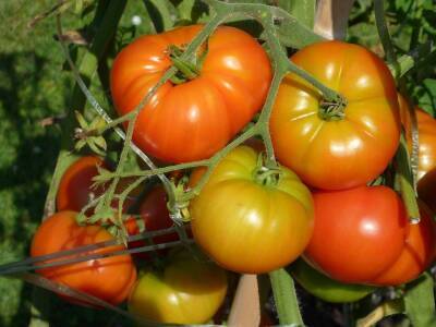 Светлана Протас - Чем полить и опрыскать рассаду томатов, чтобы каждый помидор вырос с кулак - sadogorod.club