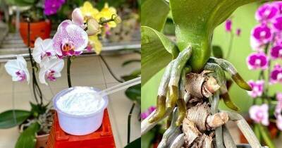 Всего 1 ч. л. порошка предотвращает гниль и грибок орхидеи, стимулирует рост и сохраняет здоровье цветка - lifehelper.one
