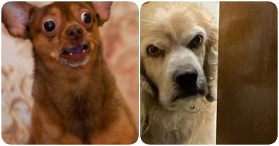 14 эмоциональных собак, мордочки которых говорят красноречивее тысячи “Гав” - mur.tv