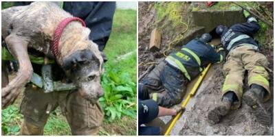 Пожарные спасли собаку, которая застряла в канализации - mur.tv - Сша - штат Джорджия
