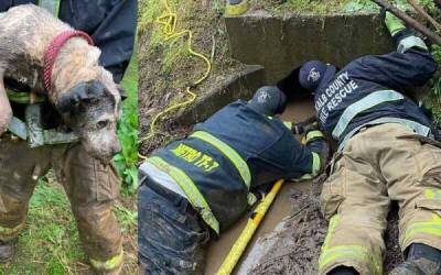 Спасатели сумели вызволить собаку, застрявшую в трубе ливневой канализации - porosenka.net