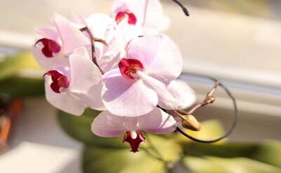 Светлана Протас - Луковая вода для орхидеи: как приготовить настой, чтобы орхидея быстрее зацвела - sadogorod.club