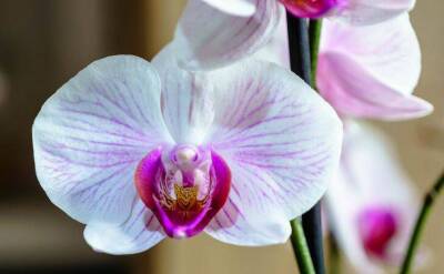 Светлана Протас - Одна чайная ложка – и любая орхидея пышно зацветет и пустится в активный рост - sadogorod.club