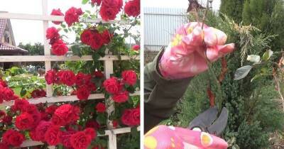 Обрезка любых роз весной по общим правилам. Чтобы ваши розы красиво и пышно цвели весь сезон - lifehelper.one