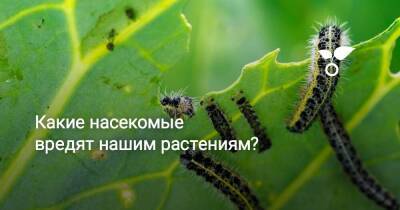 Какие насекомые вредят нашим растениям? - sadogorod.club