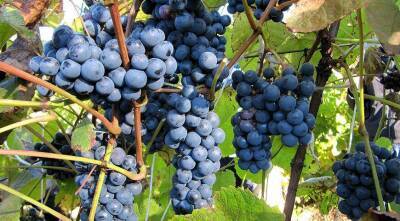 Какой сорт винограда выбрать рассказывает опытный виноградарь Николай Сидорцов - sadogorod.club - Москва - Виноград