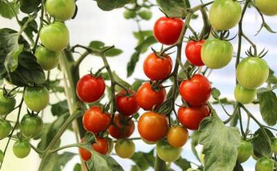Светлана Протас - Срочные меры, если у рассады томатов желтеют листья: что делают опытные дачники - sadogorod.club