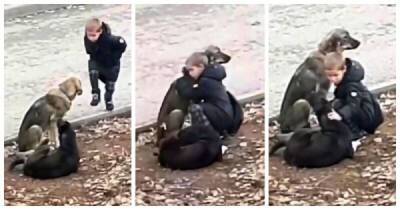 Видео: мальчик останавливается на улице, чтобы обнять бездомных собак - porosenka.net - республика Чечня - Грозный