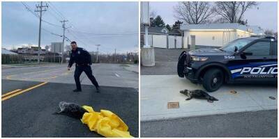 Крошечный нарушитель: полицейские задержали тюленя - mur.tv - Сша - Нью-Йорк