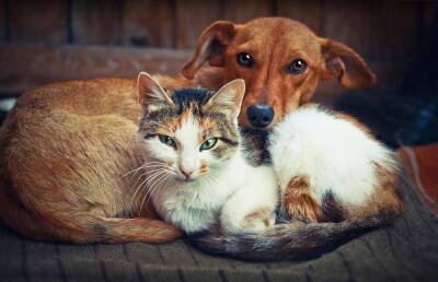 Как давать лекарства кошкам и собакам? - lifehelper.one