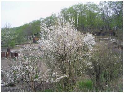 Обрезка войлочной вишни: уход и выращивание весной + фото, видео - sadogorod.club - Китай