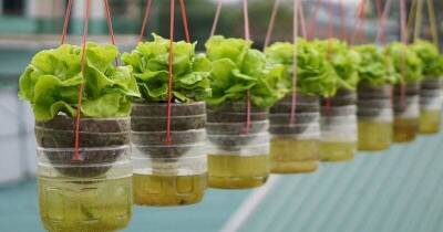 Вырастите салат или любую другую зелень, не поливая и не высаживая в огород. Подвесные горшки с самополивом - lifehelper.one