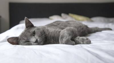 Почему кошка любит спать в кровати с хозяином - mur.tv