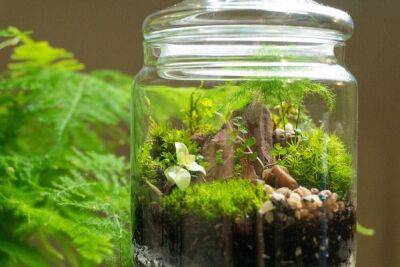 Флорариум, или экосистема — миниатюрный сад в бутылке - sadogorod.club - Англия