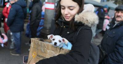 Міжнародні ветеринари запустили безкоштовні онлайн-консультації для українців - womo.ua - Сша - Украина - Україна