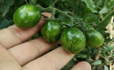Светлана Протас - 3 подкормки, которые помидоры обожают после пересадки на грядки: томаты завалят урожаем - sadogorod.club