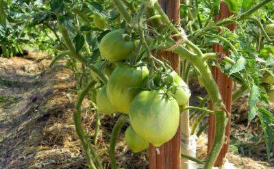 Светлана Протас - Чем заправить лунки под томаты, чтобы на весь сезон забыть о подкормках и урожай собирать вёдрами - sadogorod.club