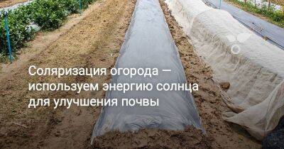 Соляризация огорода — используем энергию солнца для улучшения почвы - sadogorod.club