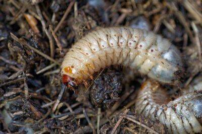 Как избавиться от хруща на огороде: хитрости, чтобы забыть о личинках майского жука - sadogorod.club