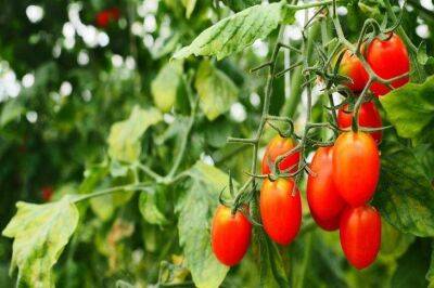 Сорта худших томатов, которые не стоит выращивать у себя в огороде: опыт садоводов - sadogorod.club