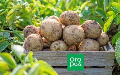 Комплексная защита урожая: как вырастить картофель без фитофторы и колорадского жука - sadogorod.club