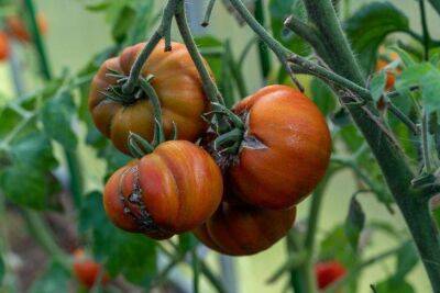 Антон Курчев - Через 2 недели после посадки томатов полейте растение этим: плоды получатся в 1,5 раза крупнее - sadogorod.club