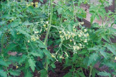 Одна ошибка при посадке томатов в теплице сильно сокращает урожайность кустов и ухудшает вкус плодов - sadogorod.club