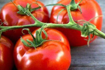 Как вырастить вкусные помидоры: проверенный опыт - sadogorod.club